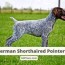 german shorthaired pointer with tail