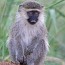 gene discovery in monkeys could shed