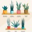 snake plant benefits types cautions