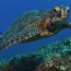 what can you do to save sea turtles
