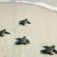 sea turtle hatchings at coconut bay