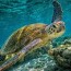 what do green sea turtles eat az animals