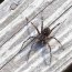 10 amazing facts about dock spiders