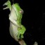 facts about green tree frogs things to