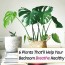 6 best bedroom plants that ll improve