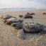 best places to see sea turtle hatchlings