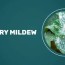 is powdery mildew harmful to humans