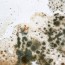 how to prevent basement mold and mildew