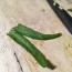 how to freeze chillies stop waste and