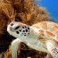 sea turtle animal facts az animals