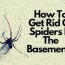 spiders in the basement