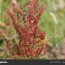 rumex acetoa commonly known as red