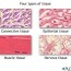epithelial cells introduction
