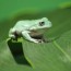guide to caring for white s tree frogs