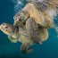 sea turtles facts and information
