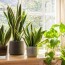 air purifying bedroom plants that can