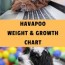 havapoo weight and growth chart a