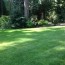 quick summer lawn care tips in