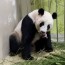 chinese giant panda gives birth in