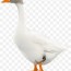 black goose png images pngwing