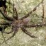dock spider dolomedes scriptus