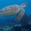 sea turtles are threatened or