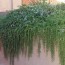 huntington carpet rosemary herb plants
