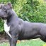 american bully weight growth