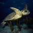 loggerhead sea turtle habitat and
