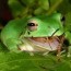 american green tree frog as pets 4