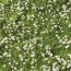 chamomile lawn care how to grow