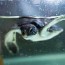 tiny turtle defecates plastic for six