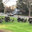 turkeys pests in the urban landscape