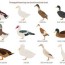 the ultimate duck breed guide the