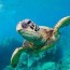 how long do sea turtles live