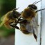how do honey bees overwinter great