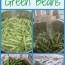 putting up green beans for winter
