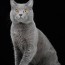 chartreux kittens for cats for