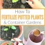 how to fertilize outdoor potted plants