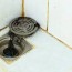 why does my shower drain smell bad