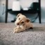 dog ing or ing on a carpet spot