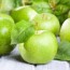green apple benefits healthier steps