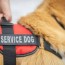 best service dog in training vests