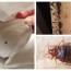 get rid of bugs and crawling insects