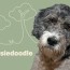 aussiedoodle dog breed information and