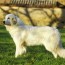 great pyrenees growth and weight chart