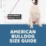 american bulldog size guide how big