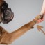 boxer dewclaw removal is it harmless