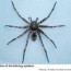 fishing spiders and wolf spiders nc