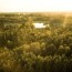 forest in autumn aerial drone